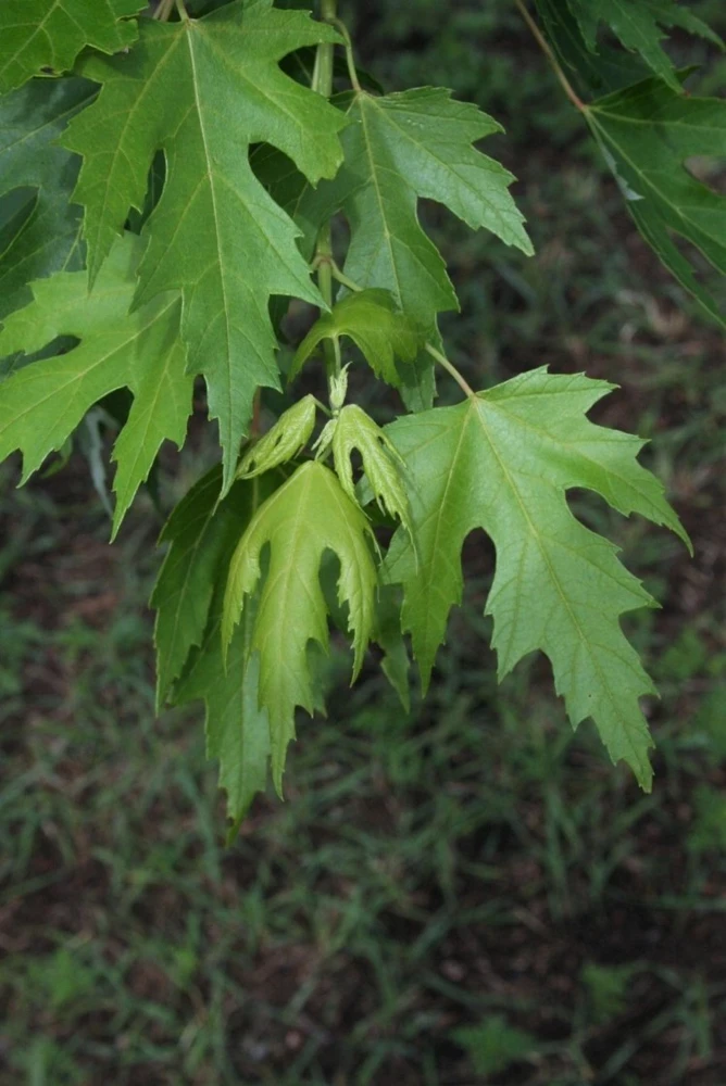 Silver Maple Tree Rooted Plants - 2 Pack, Fast Growing Shade Trees, Outdoor - Image 2