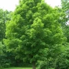 Silver Maple Tree Rooted Plants - 2 Pack, Fast Growing Shade Trees, Outdoor - Image 1