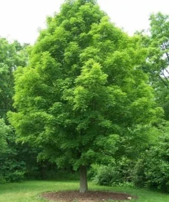 Silver Maple Tree Rooted Plants - 2 Pack, Fast Growing Shade Trees, Outdoor - Image 1