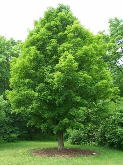 Silver Maple Tree Rooted Plants - 2 Pack, Fast Growing Shade Trees, Outdoor - Image 1