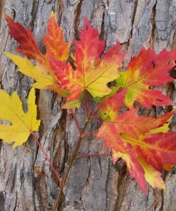 Silver Maple Tree Rooted Plants - 2 Pack, Fast Growing Shade Trees, Outdoor - Image 3