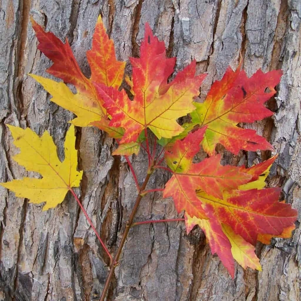 Silver Maple Tree Rooted Plants - 2 Pack, Fast Growing Shade Trees, Outdoor - Image 3