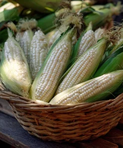 Silver Queen Sweet Corn Seeds – Heirloom Variety – 50 Seed Pack – Outdoor - Image 2