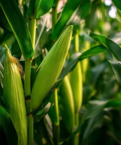 Silver Queen Sweet Corn Seeds – Heirloom Variety – 50 Seed Pack – Outdoor - Image 4