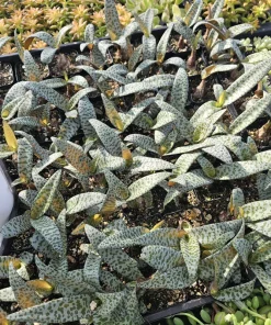 Silver Squill Live Plant – Ledebouria Socialis – Leopard Lily – 2 inch pot – Indoor - Image 2
