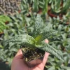 Silver Squill Live Plant – Ledebouria Socialis – Leopard Lily – 2 inch pot – Indoor - Image 1