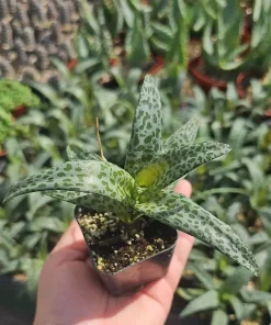 Silver Squill Live Plant – Ledebouria Socialis – Leopard Lily – 2 inch pot – Indoor - Image 1
