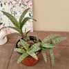 Silver Squill Live Plant with Pot - Easy Care Potted Houseplant - Image 1
