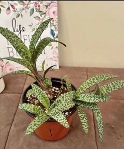 Silver Squill Live Plant with Pot - Easy Care Potted Houseplant - Image 1