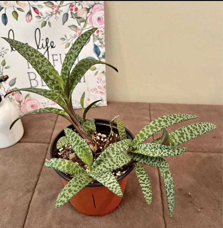 Silver Squill Live Plant with Pot - Easy Care Potted Houseplant - Image 1