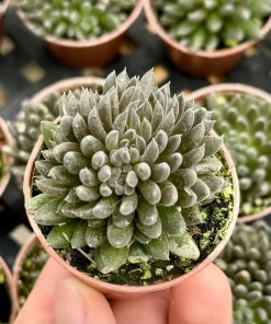 Sinocrassula Yunnanensis Chinese Jade Live Succulent Plant in 2" Pot - Image 2