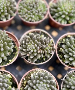 Sinocrassula Yunnanensis Chinese Jade Live Succulent Plant in 2