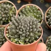 Sinocrassula Yunnanensis Chinese Jade Live Succulent Plant in 2" Pot - Image 1