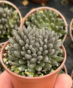 Sinocrassula Yunnanensis Chinese Jade Live Succulent Plant in 2" Pot - Image 1