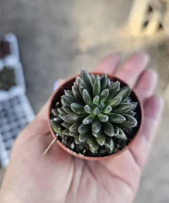 Sinocrassula yunnanensis Live Plant - Chinese Jade Succulent - 2in Pot - Indoor - Image 2