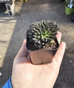 Sinocrassula yunnanensis Live Plant - Chinese Jade Succulent - 2in Pot - Indoor - Image 3