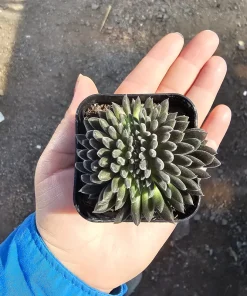 Sinocrassula yunnanensis Live Plant - Chinese Jade Succulent - 2in Pot - Indoor - Image 4