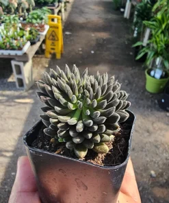 Sinocrassula yunnanensis Live Plant - Chinese Jade Succulent - 2in Pot - Indoor - Image 6