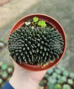 Sinocrassula yunnanensis Live Plant - Chinese Jade Succulent - 2in Pot - Indoor - Image 7