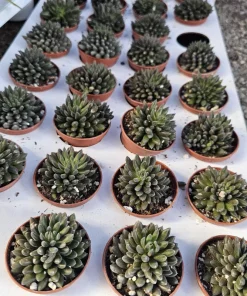 Sinocrassula yunnanensis Live Plant - Chinese Jade Succulent - 2in Pot - Indoor - Image 8