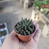 Sinocrassula yunnanensis Live Plant - Chinese Jade Succulent - 2in Pot - Indoor - Image 1