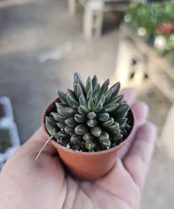 Sinocrassula yunnanensis Live Plant - Chinese Jade Succulent - 2in Pot - Indoor - Image 1