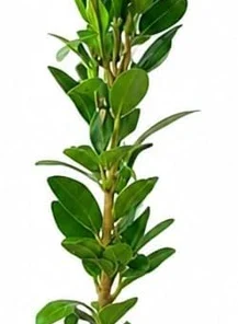 Sky Pencil Holly Live Plant - 6-12" Tall, 2.5" Pot - Evergreen Shrub for Hedges & Privacy Screens - Image 2