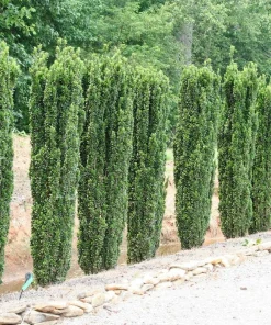 Sky Pencil Holly Live Plant - 6-12