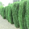 Sky Pencil Holly Live Plant - 6-12" Tall, 2.5" Pot - Evergreen Shrub for Hedges & Privacy Screens - Image 1