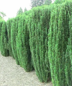 Sky Pencil Holly Live Plant - 6-12" Tall, 2.5" Pot - Evergreen Shrub for Hedges & Privacy Screens - Image 1