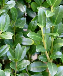 Sky Pencil Holly Live Plant - 6-12