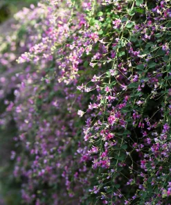 Slender Bush Clover Seeds - Lespedeza Virginica, Pink-Purple Flowers, 100 Seeds - Image 2