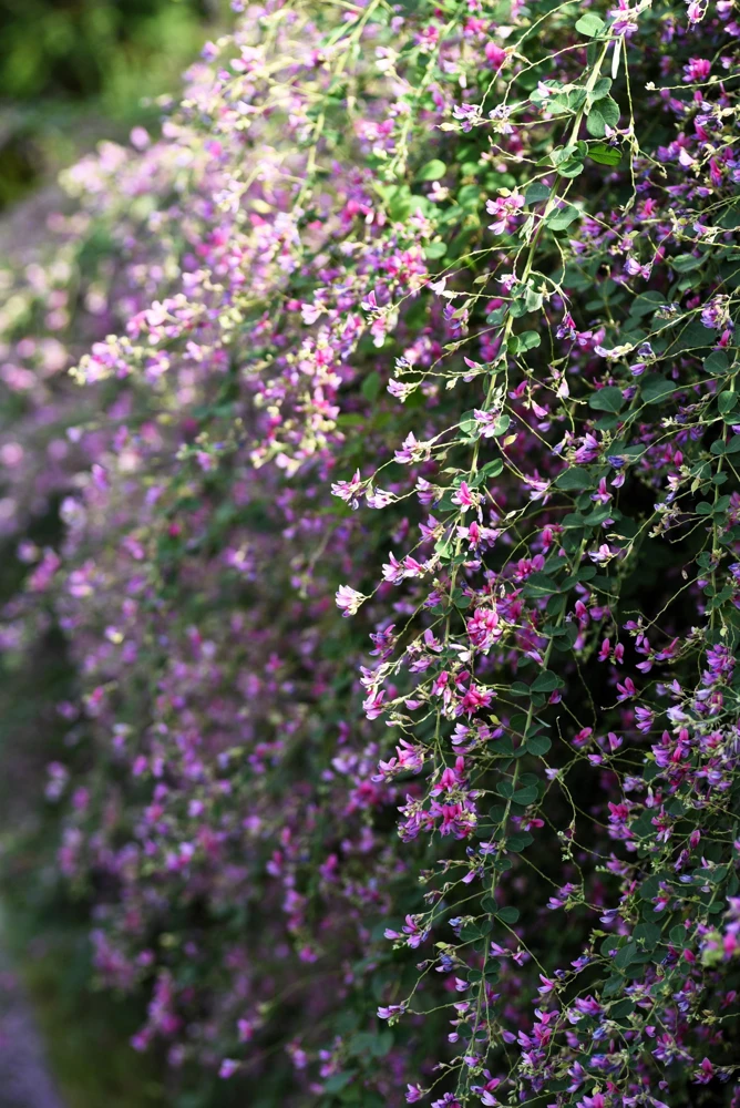 Slender Bush Clover Seeds - Lespedeza Virginica, Pink-Purple Flowers, 100 Seeds - Image 2