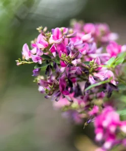 Slender Bush Clover Seeds - Lespedeza Virginica, Pink-Purple Flowers, 100 Seeds - Image 3