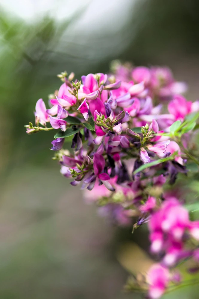 Slender Bush Clover Seeds - Lespedeza Virginica, Pink-Purple Flowers, 100 Seeds - Image 3