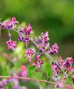 Slender Bush Clover Seeds - Lespedeza Virginica, Pink-Purple Flowers, 100 Seeds - Image 4