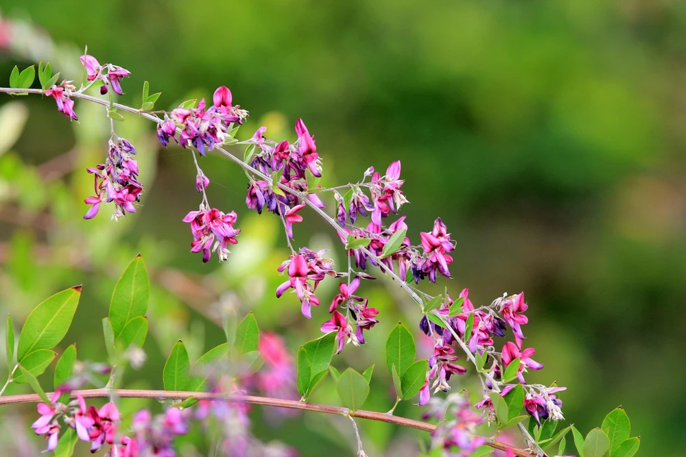 Slender Bush Clover Seeds - Lespedeza Virginica, Pink-Purple Flowers, 100 Seeds - Image 4