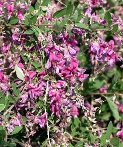 Slender Bush Clover Seeds - Lespedeza Virginica, Pink-Purple Flowers, 100 Seeds - Image 5