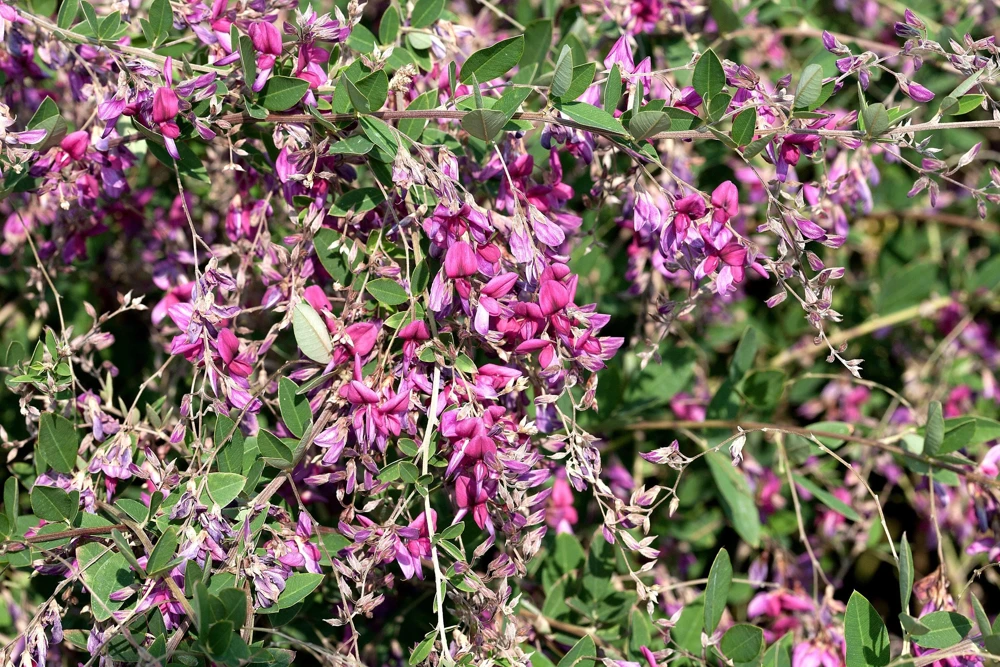 Slender Bush Clover Seeds - Lespedeza Virginica, Pink-Purple Flowers, 100 Seeds - Image 5