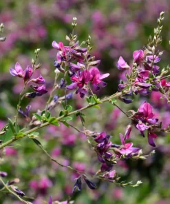 Slender Bush Clover Seeds - Lespedeza Virginica, Pink-Purple Flowers, 100 Seeds - Image 6