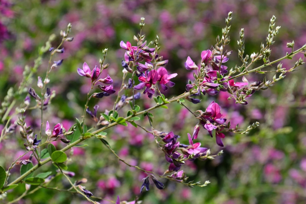 Slender Bush Clover Seeds - Lespedeza Virginica, Pink-Purple Flowers, 100 Seeds - Image 6