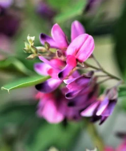 Slender Bush Clover Seeds - Lespedeza Virginica, Pink-Purple Flowers, 100 Seeds - Image 7