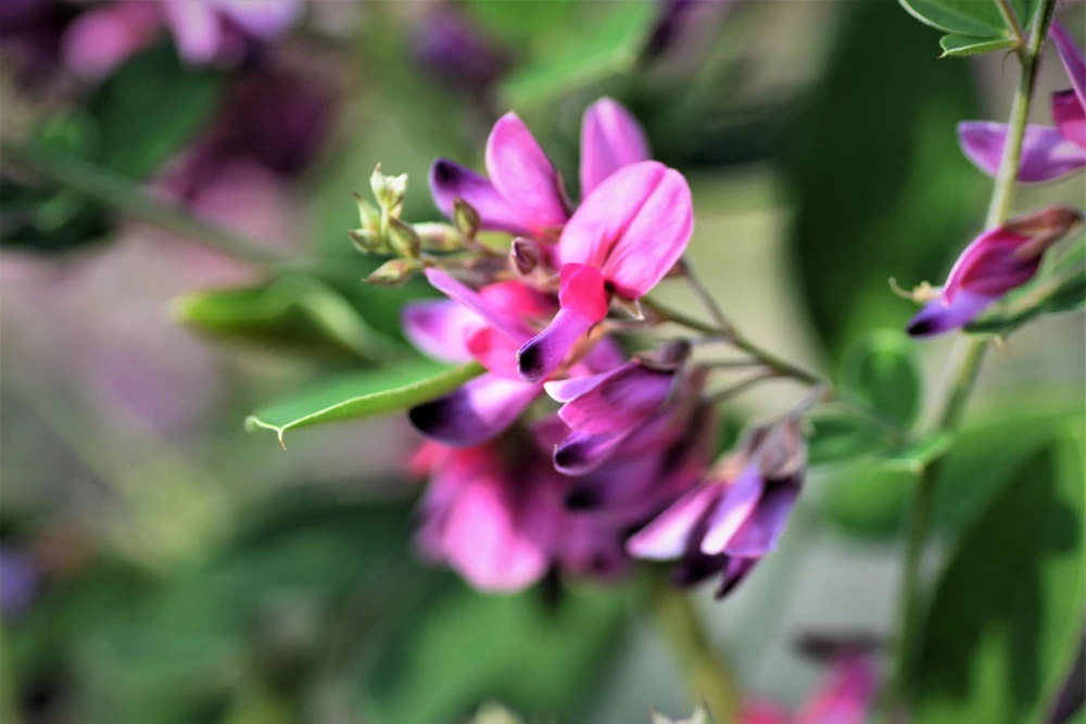 Slender Bush Clover Seeds - Lespedeza Virginica, Pink-Purple Flowers, 100 Seeds - Image 7