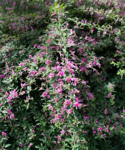 Slender Bush Clover Seeds - Lespedeza Virginica, Pink-Purple Flowers, 100 Seeds - Image 8