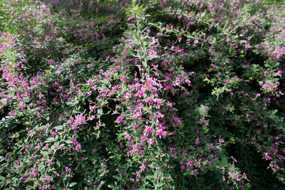 Slender Bush Clover Seeds - Lespedeza Virginica, Pink-Purple Flowers, 100 Seeds - Image 8
