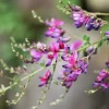 Slender Bush Clover Seeds - Lespedeza Virginica, Pink-Purple Flowers, 100 Seeds - Image 1