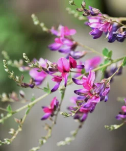 Slender Bush Clover Seeds - Lespedeza Virginica, Pink-Purple Flowers, 100 Seeds - Image 1