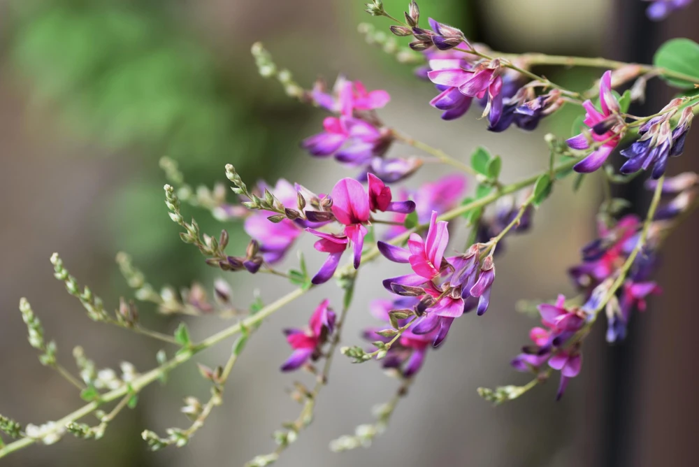 Slender Bush Clover Seeds - Lespedeza Virginica, Pink-Purple Flowers, 100 Seeds - Image 1