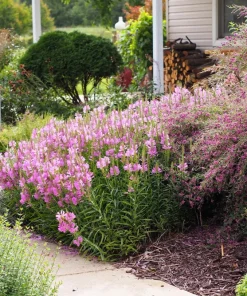 Slender Bush Clover Seeds - Lespedeza Virginica, Pink-Purple Flowers, 100 Seeds - Image 9