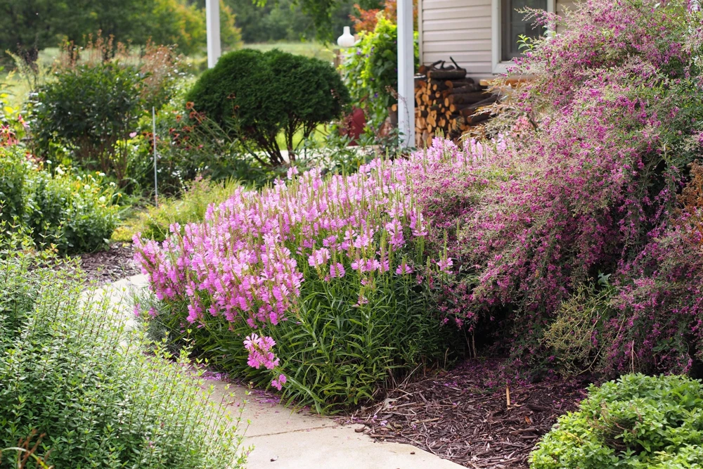 Slender Bush Clover Seeds - Lespedeza Virginica, Pink-Purple Flowers, 100 Seeds - Image 9